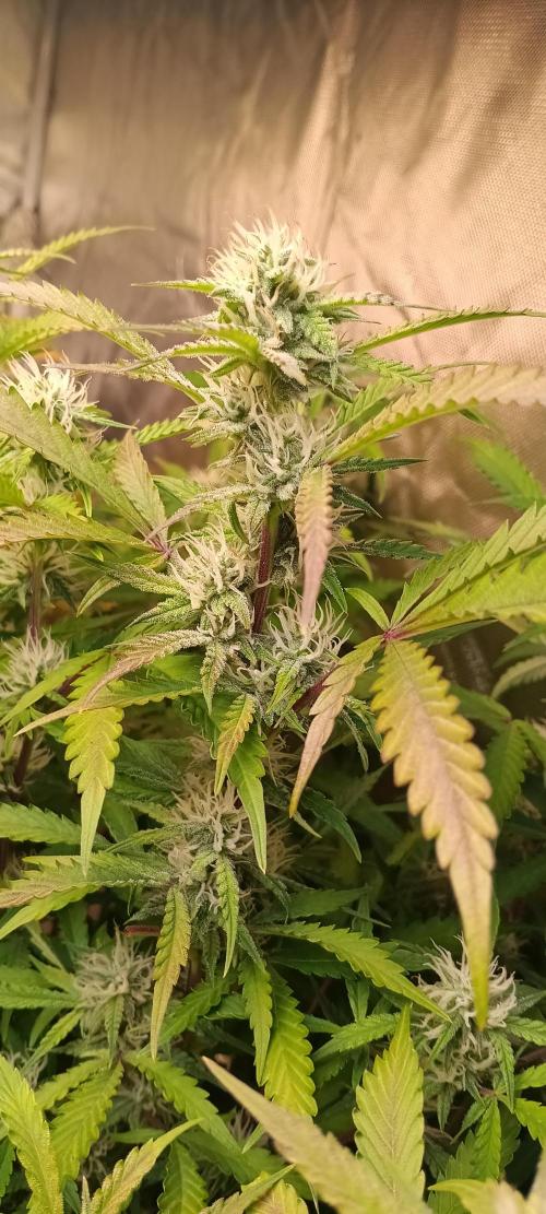 HighLux - NightOwl Seeds Autoflower. Week 7 - from the 