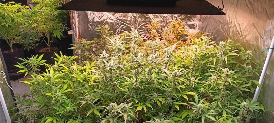 HighLux - NightOwl Seeds Autoflower. Week 7 - beginning of 