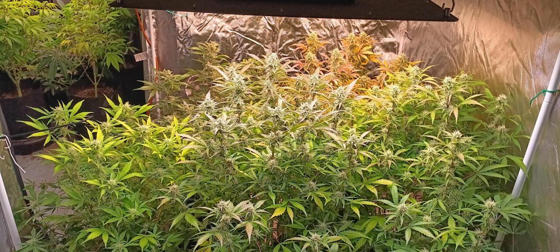 HighLux - NightOwl Seeds Autoflower. Week 7 - the week!