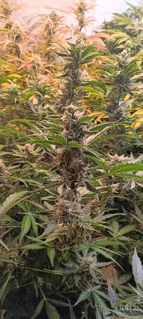 HighLux - NightOwl Seeds Autoflower. Week 7 - 2 days later... still stacking