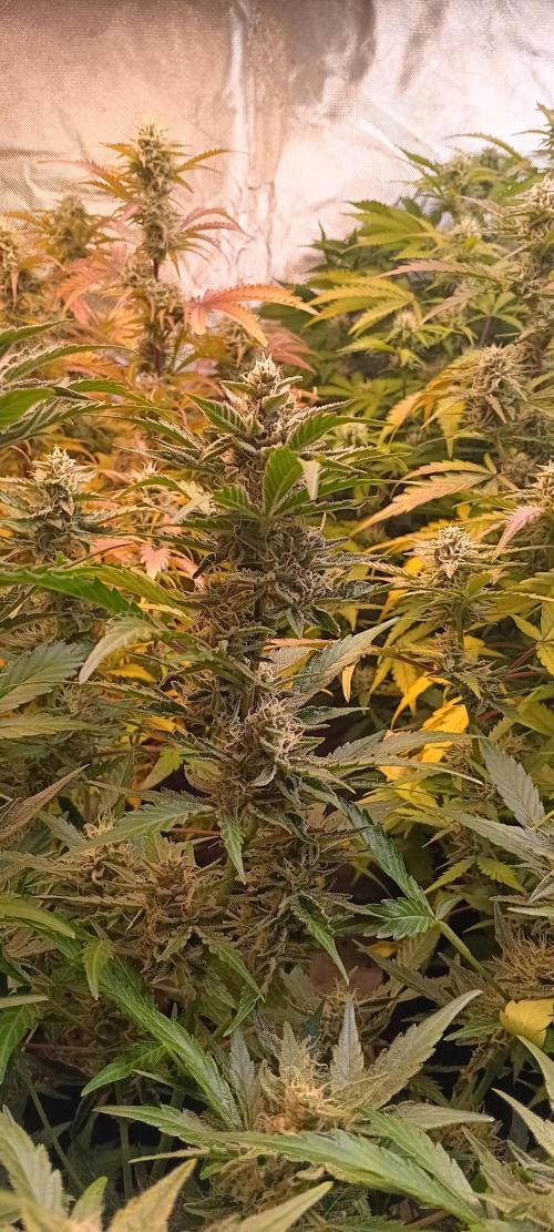 HighLux - NightOwl Seeds Autoflower. Week 7 - 2 days later...