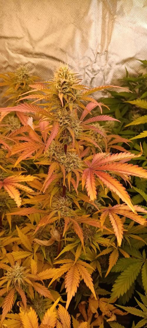 HighLux - NightOwl Seeds Autoflower. Week 7 - 2 days later...