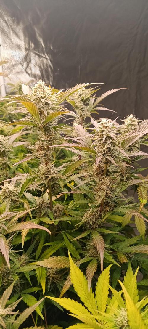 HighLux - NightOwl Seeds Autoflower. Week 7 - 2 days later...