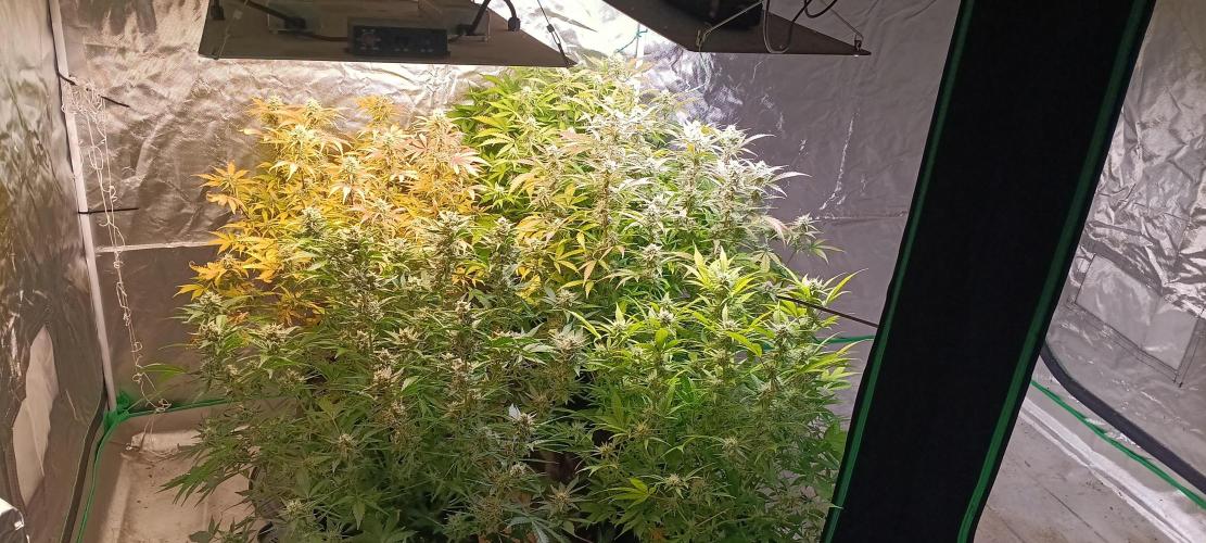 HighLux - NightOwl Seeds Autoflower. Week 7 - 2 days later...