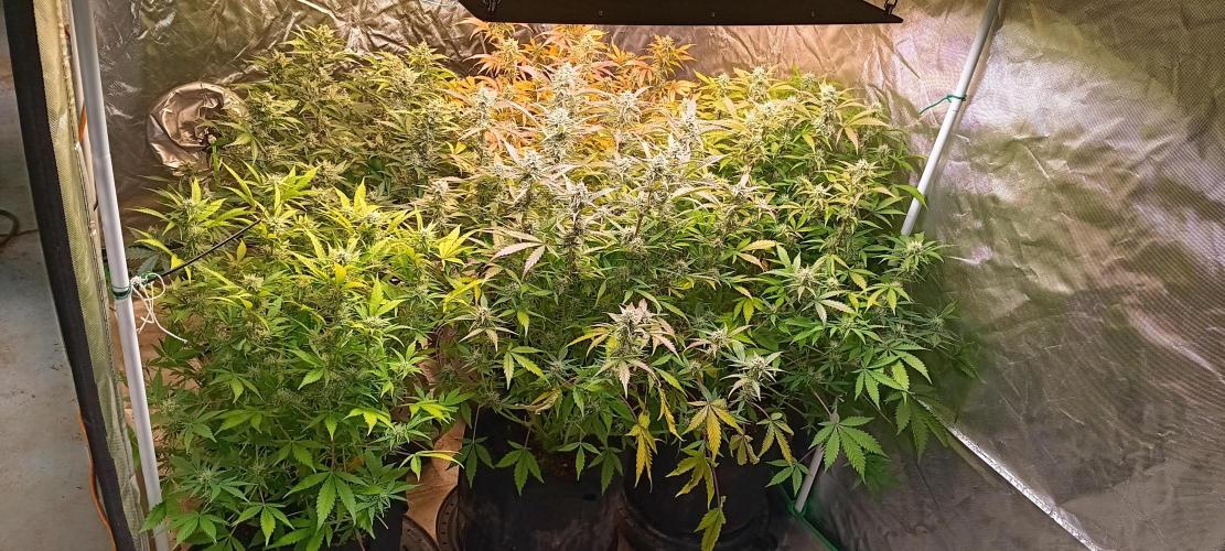 HighLux - NightOwl Seeds Autoflower. Week 7