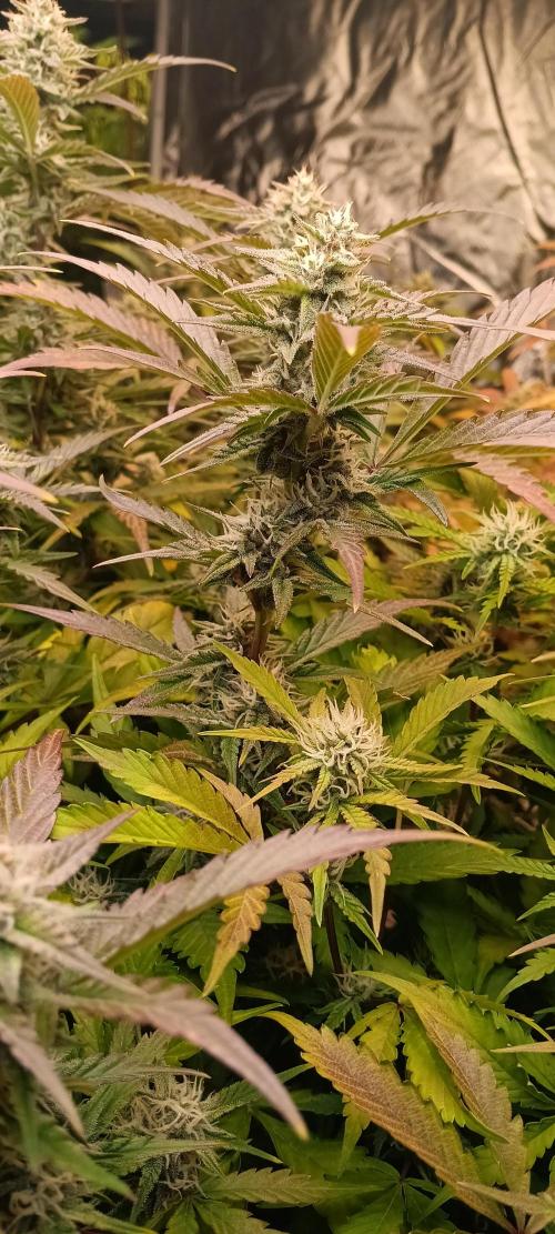 HighLux - NightOwl Seeds Autoflower. Week 7