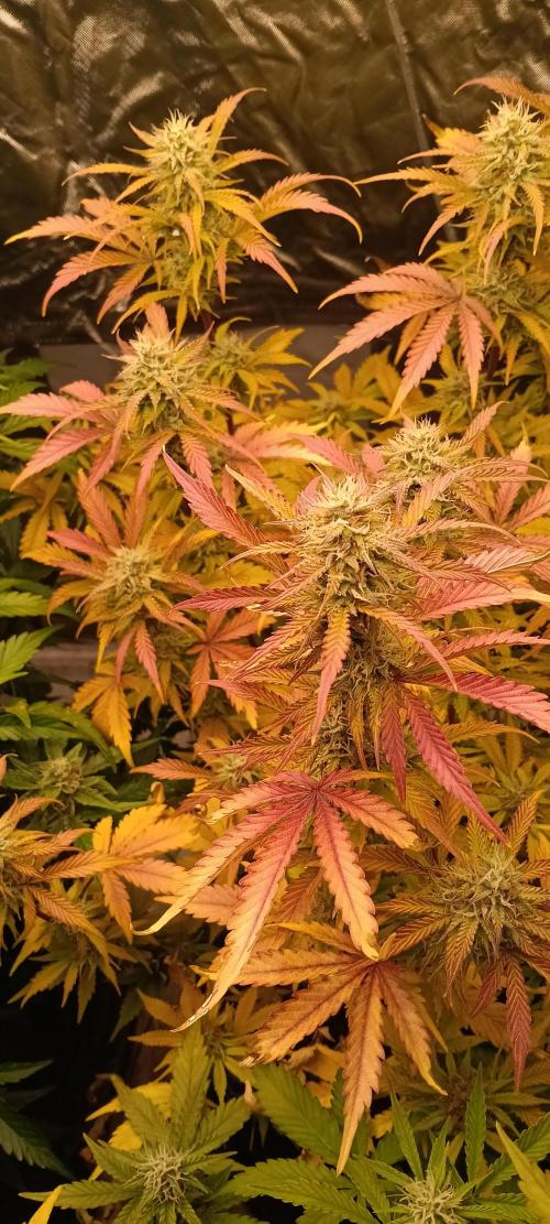 HighLux - NightOwl Seeds Autoflower. Week 7