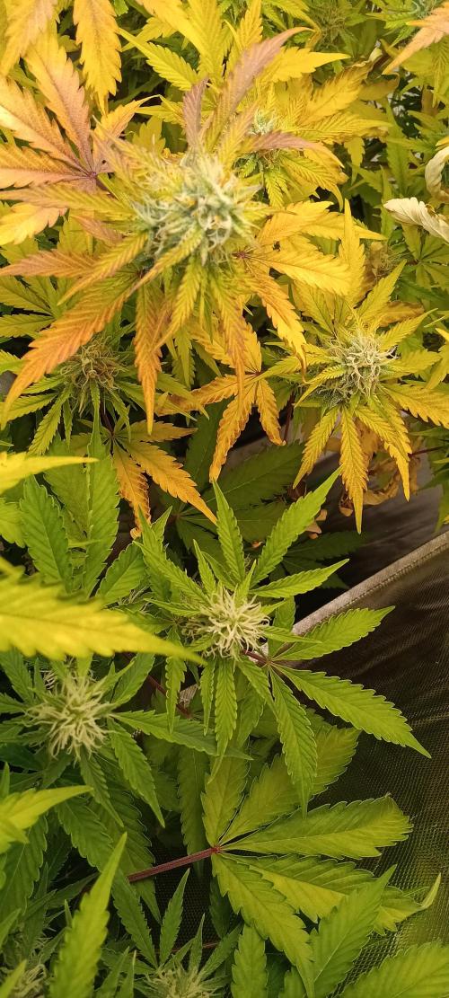 HighLux - NightOwl Seeds Autoflower. Week 7