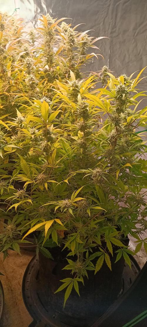 HighLux - NightOwl Seeds Autoflower. Week 8