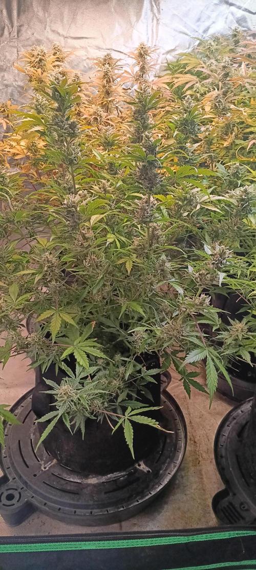 HighLux - NightOwl Seeds Autoflower. Week 8