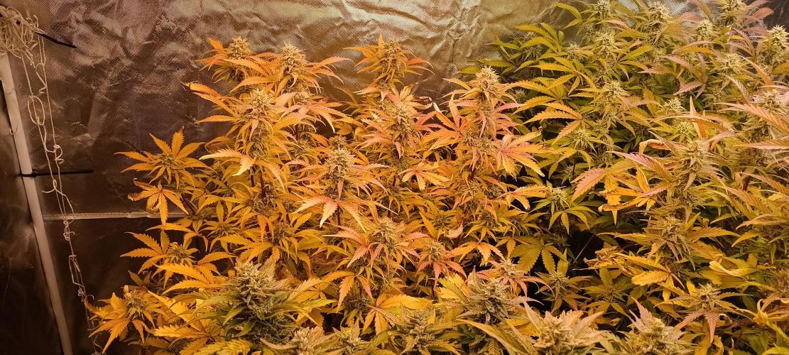 HighLux - NightOwl Seeds Autoflower. Week 8