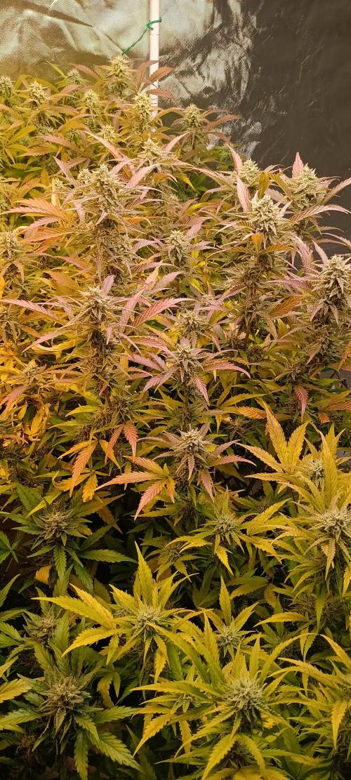 HighLux - NightOwl Seeds Autoflower. Week 8