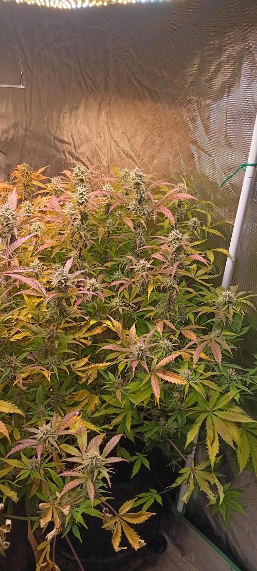 HighLux - NightOwl Seeds Autoflower. Week 8 - Nice