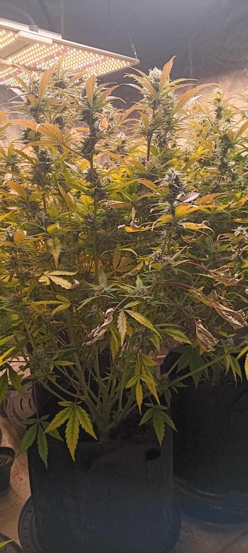 HighLux - NightOwl Seeds Autoflower. Week 8 - very nice