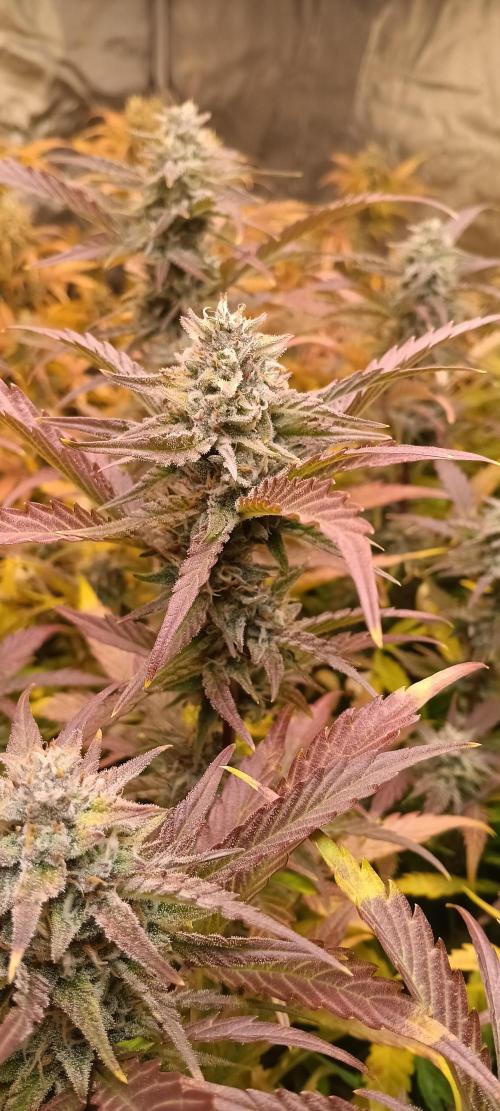 HighLux - NightOwl Seeds Autoflower. Week 8 - Wow....