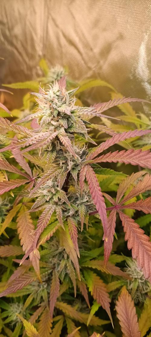 HighLux - NightOwl Seeds Autoflower. Week 8 - shika-wow-wow