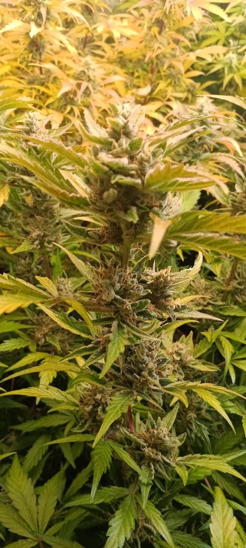 HighLux - NightOwl Seeds Autoflower. Week 8 - Stacking nicely