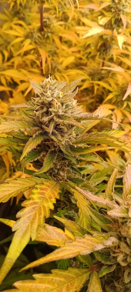 HighLux - NightOwl Seeds Autoflower. Week 8 - Frosty toooo....