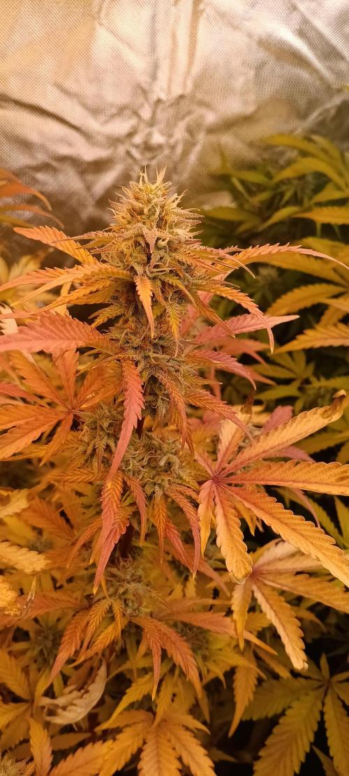 HighLux - NightOwl Seeds Autoflower. Week 8 - Yup!