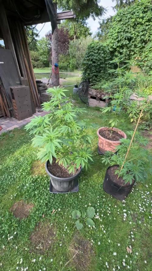 GG#4 Zamnesia Outdoor2025