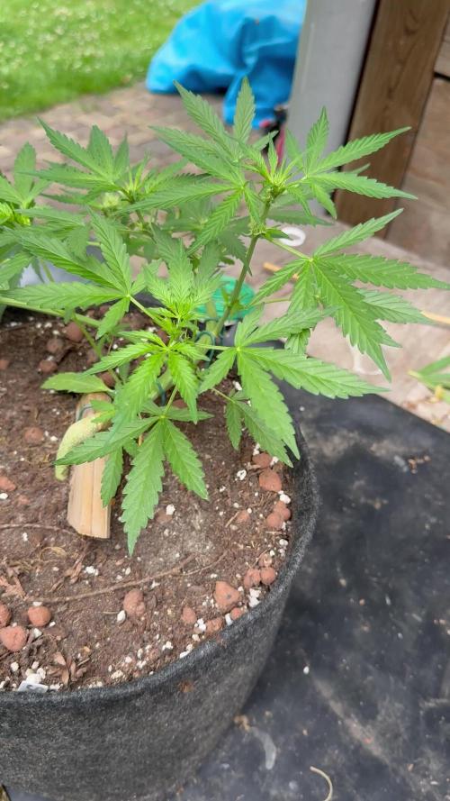SeeSto Thunder Banana Auto 2x Outdoor