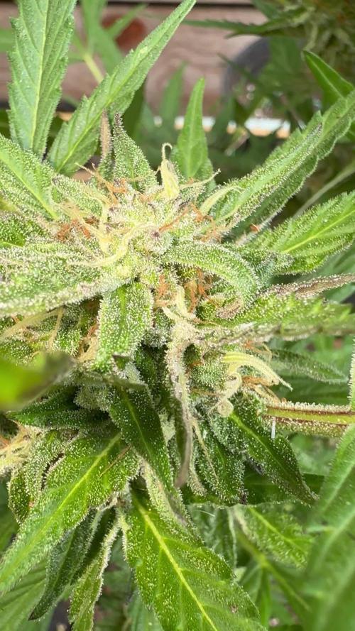 Mac and Crack Auto Seedstockers 2025