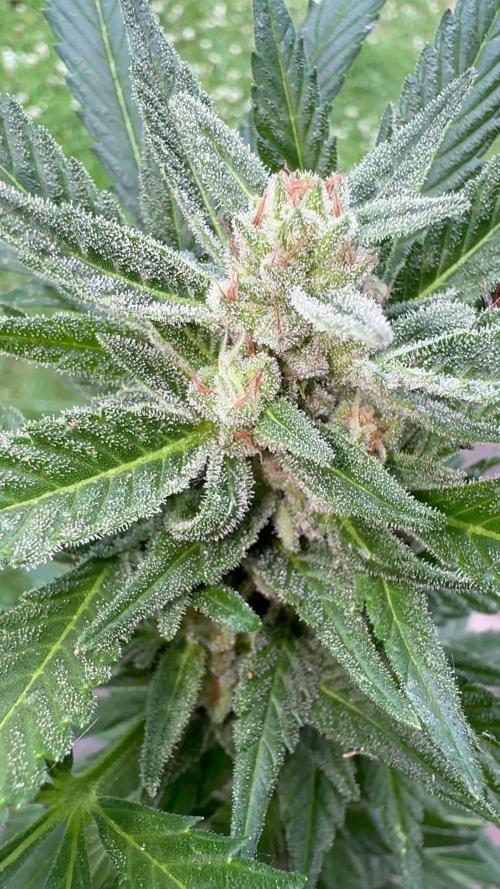 Fastbuds Forbidden Runtz Auto Outdoor