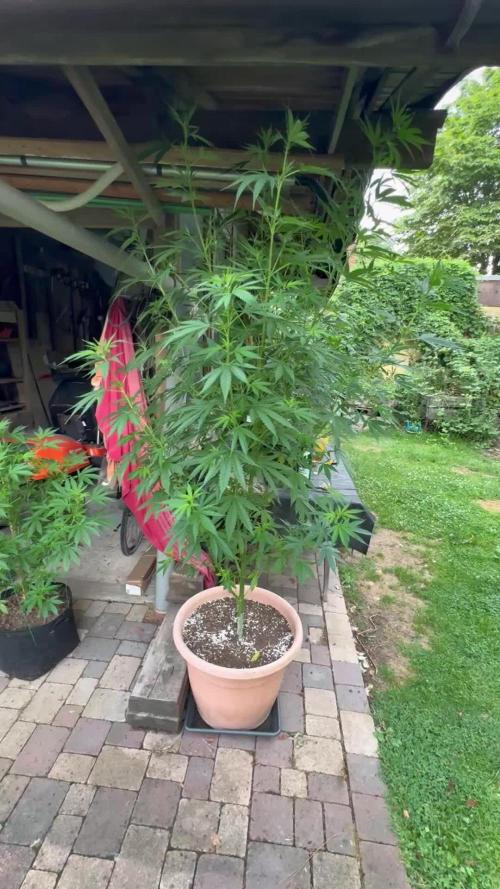 GG#4 Zamnesia Outdoor2025