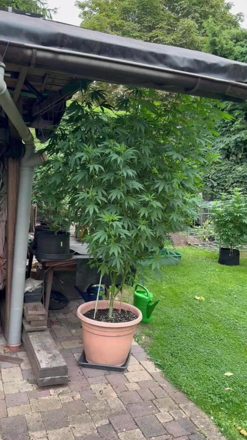 GG#4 Zamnesia Outdoor2025