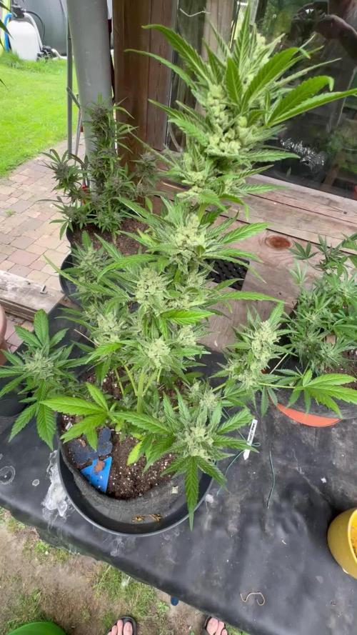 Fastbuds Forbidden Runtz Auto Outdoor