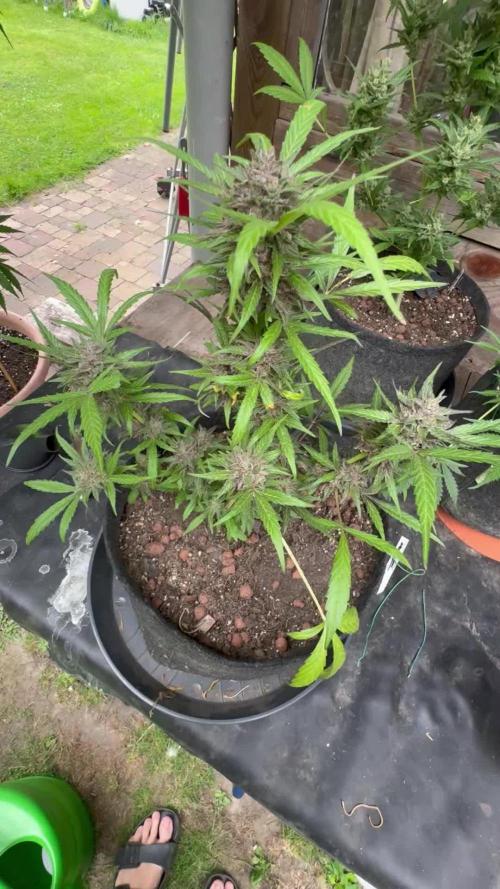 Mac and Crack Auto Seedstockers 2025