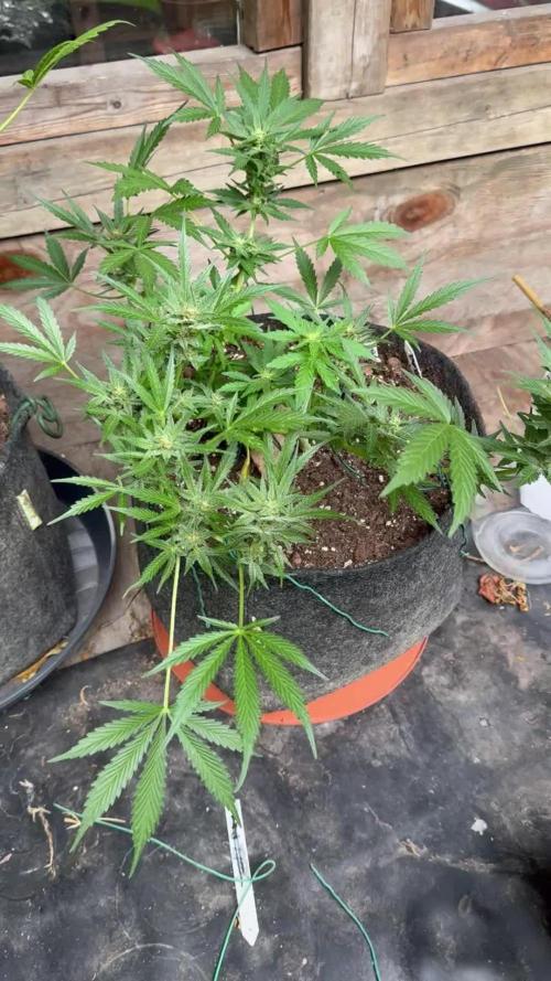 SeeSto Thunder Banana Auto 2x Outdoor