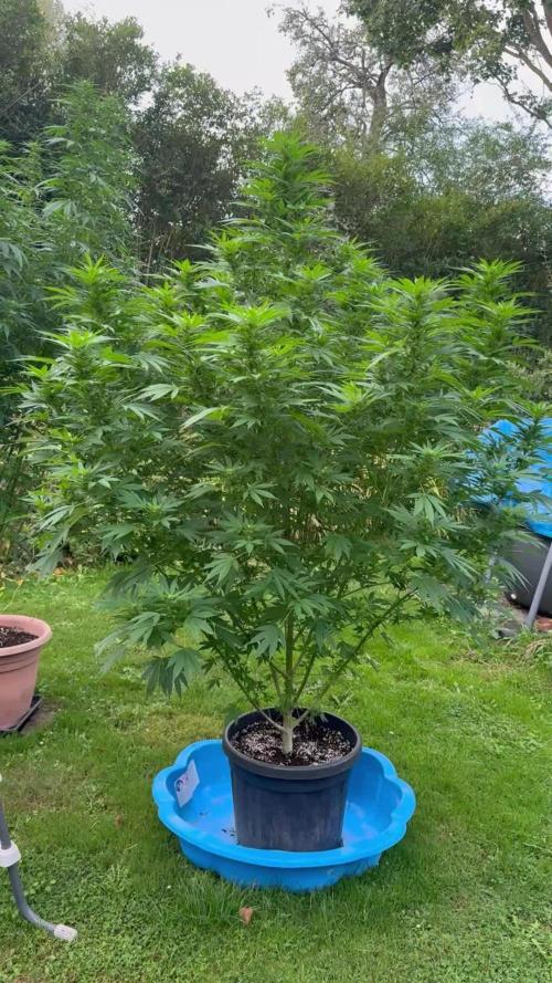 GG#4 Zamnesia Outdoor2025