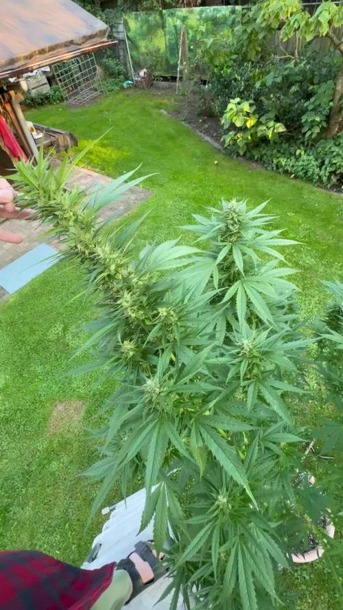 GG#4 Zamnesia Outdoor2025