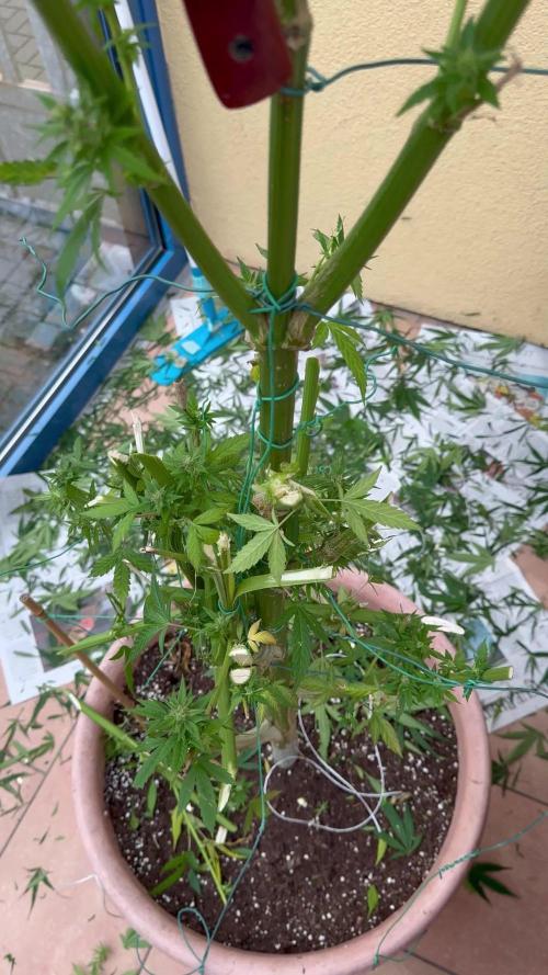 GG#4 Zamnesia Outdoor2025