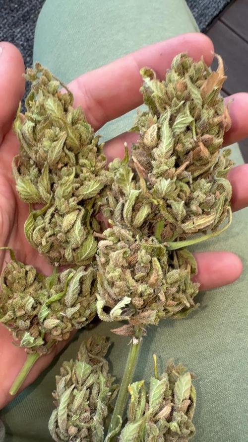 Fastbuds Forbidden Runtz Auto Outdoor