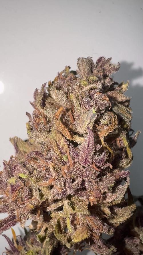 Mac and Crack Auto Seedstockers 2025