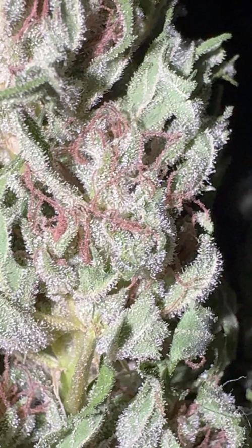 GG#4 Zamnesia Outdoor2025