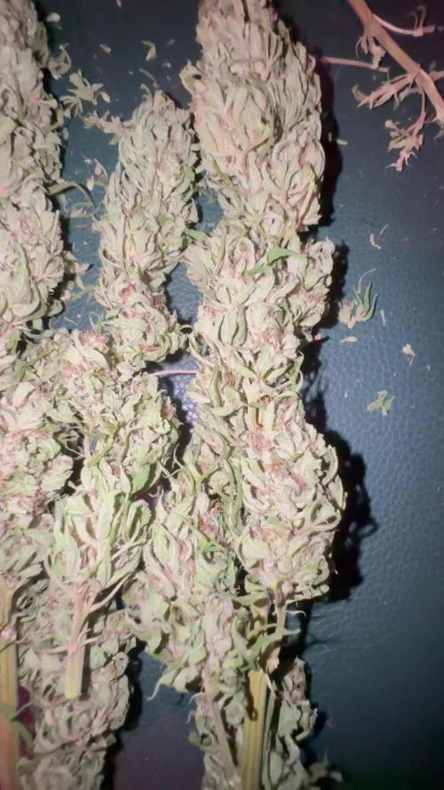 GG#4 Zamnesia Outdoor2025