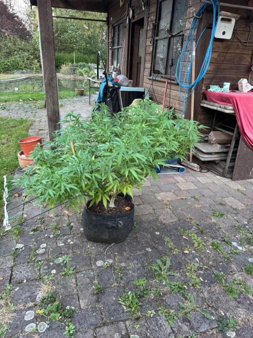 Humboldt Bluee’S. Week 1