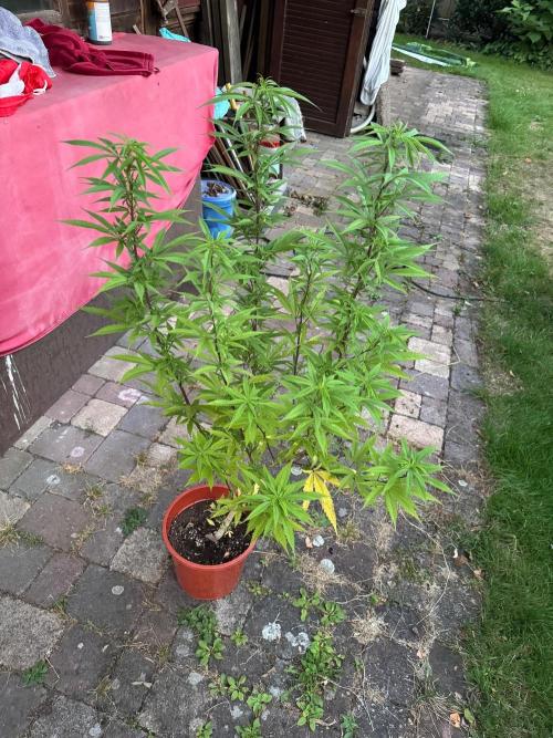 Humboldt Bluee’S. Week 1 - Muffin