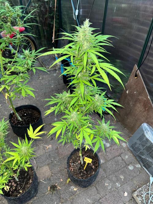 Tres DosSiDosAuto RQS. Week 6 - 1
