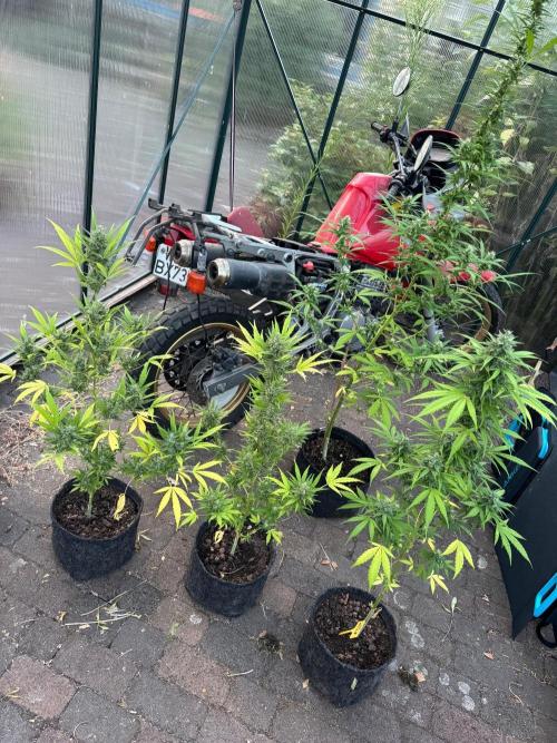 Tres DosSiDosAuto RQS. Week 6