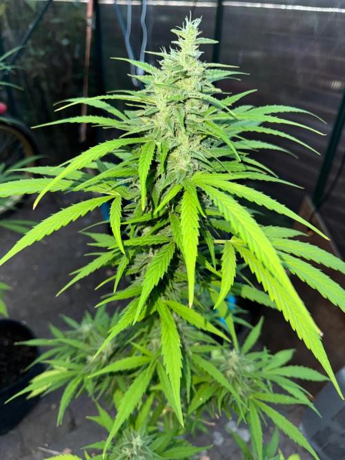 Tres DosSiDosAuto RQS. Week 6