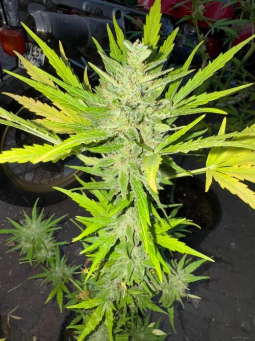 Tres DosSiDosAuto RQS. Week 6