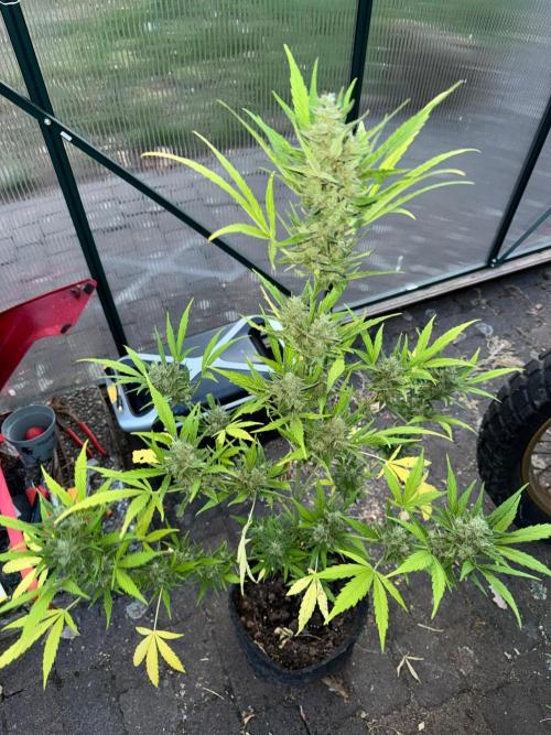 Tres DosSiDosAuto RQS. Week 6 - 3