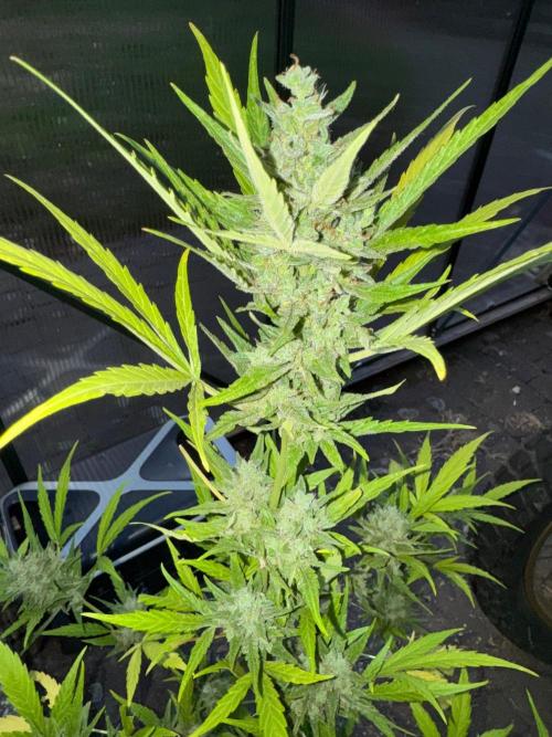 Tres DosSiDosAuto RQS. Week 6