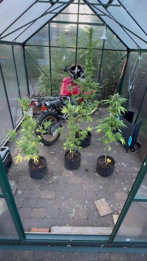 Tres DosSiDosAuto RQS