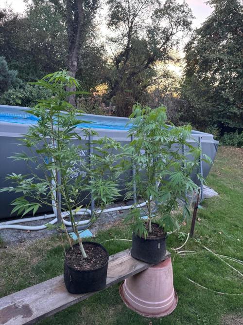 Somango XL fem RQS. Week 1