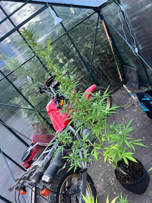 Backyard Diesel Auto Long veg. Week 3